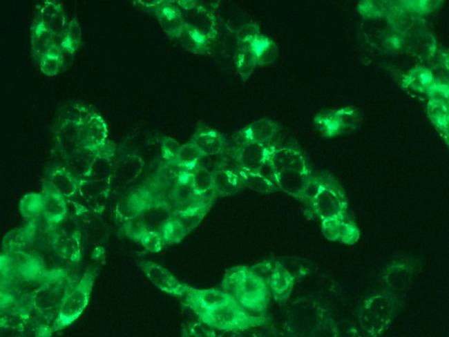 Human Serum Albumin Antibody in Immunocytochemistry (ICC/IF)