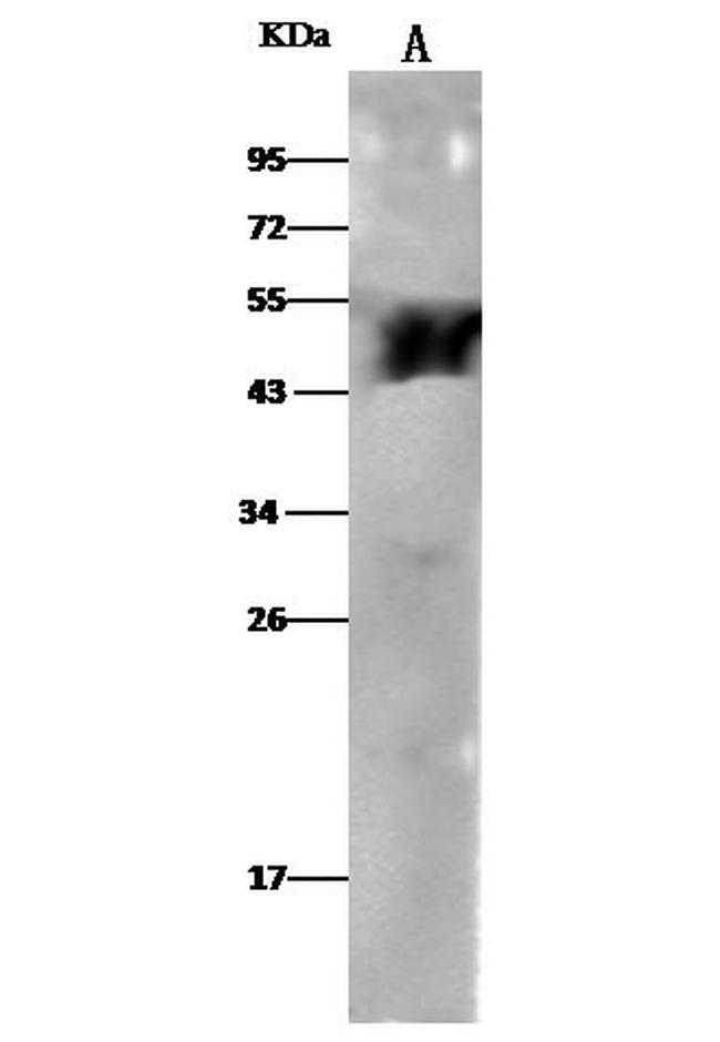 ALDH3A1 Antibody in Western Blot (WB)