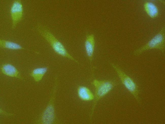 Cyclin A1 Antibody in Immunocytochemistry (ICC/IF)