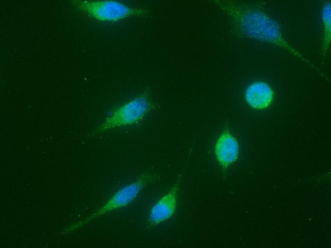 Cyclin A1 Antibody in Immunocytochemistry (ICC/IF)