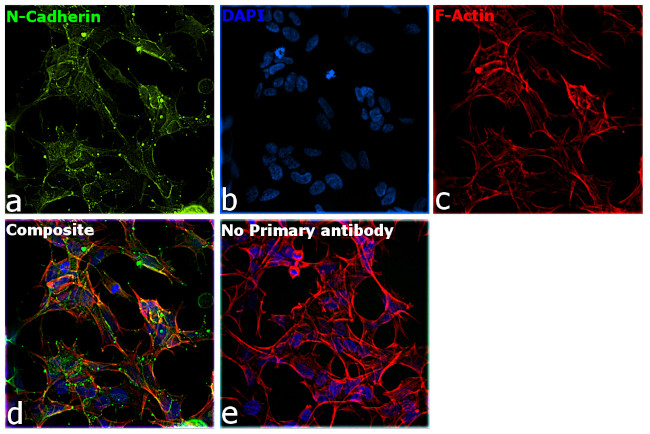 N-cadherin Antibody in Immunocytochemistry (ICC/IF)