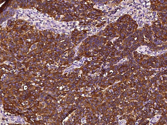 Apolipoprotein J Antibody in Immunohistochemistry (Paraffin) (IHC (P))