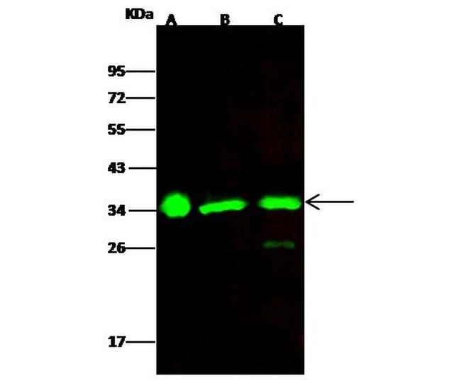 ECH1 Antibody in Western Blot (WB)