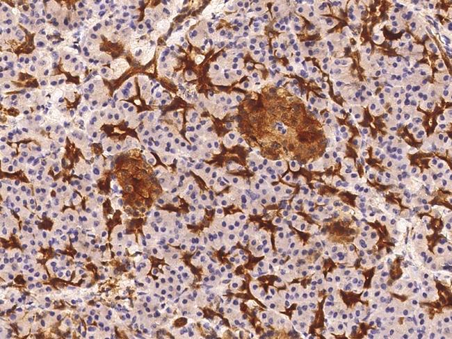 NSE Antibody in Immunohistochemistry (Paraffin) (IHC (P))