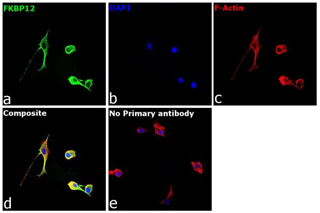 FKBP12 Antibody in Immunocytochemistry (ICC/IF)