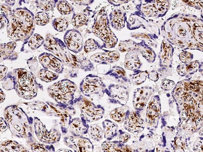 FOLR2 Antibody in Immunohistochemistry (Paraffin) (IHC (P))