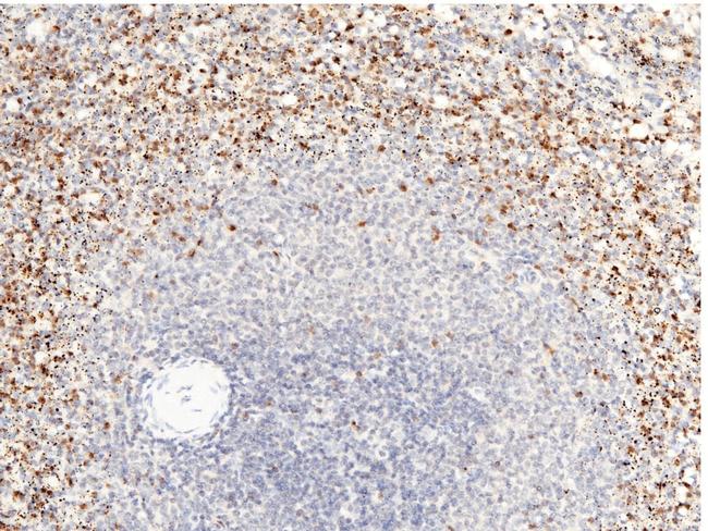 Granzyme B Antibody in Immunohistochemistry (Paraffin) (IHC (P))