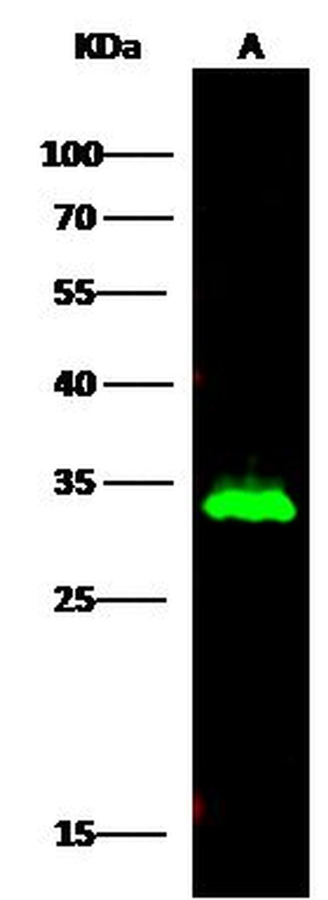 HNMT Antibody in Western Blot (WB)