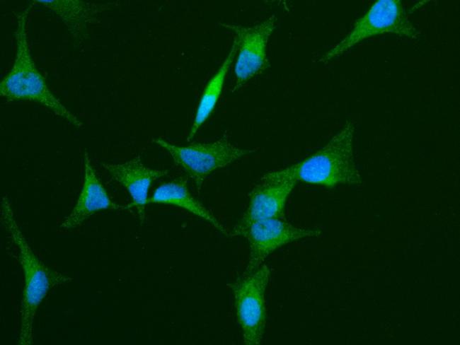 Hemopexin Antibody in Immunocytochemistry (ICC/IF)