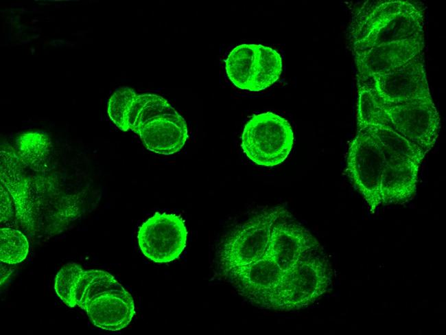 HYOU1 Antibody in Immunocytochemistry (ICC/IF)