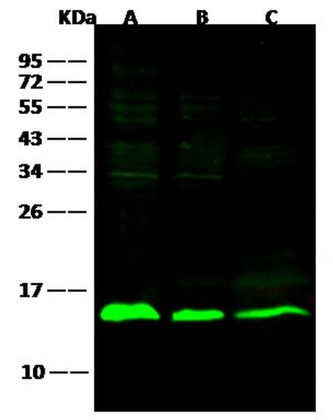 Galectin 1 Antibody in Western Blot (WB)