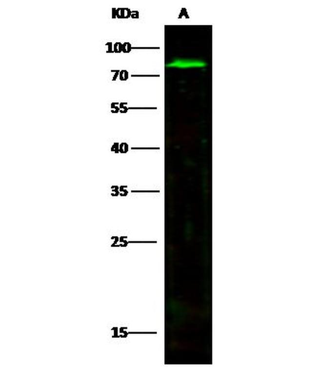 MMP2 Antibody in Western Blot (WB)