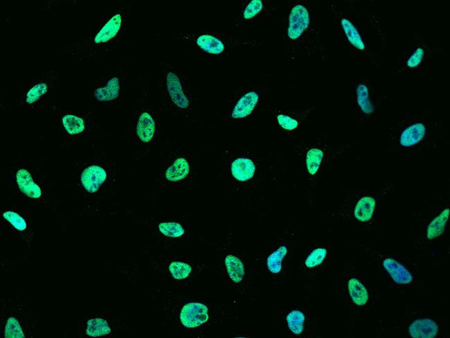 MSH6 Antibody in Immunocytochemistry (ICC/IF)