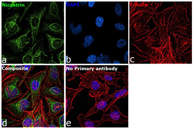 Nicastrin Antibody in Immunocytochemistry (ICC/IF)