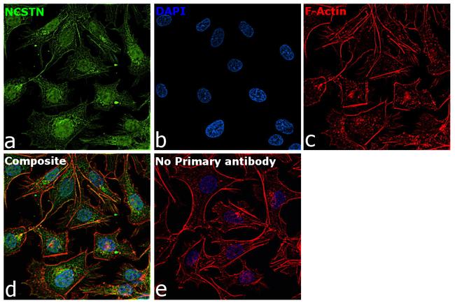 Nicastrin Antibody in Immunocytochemistry (ICC/IF)