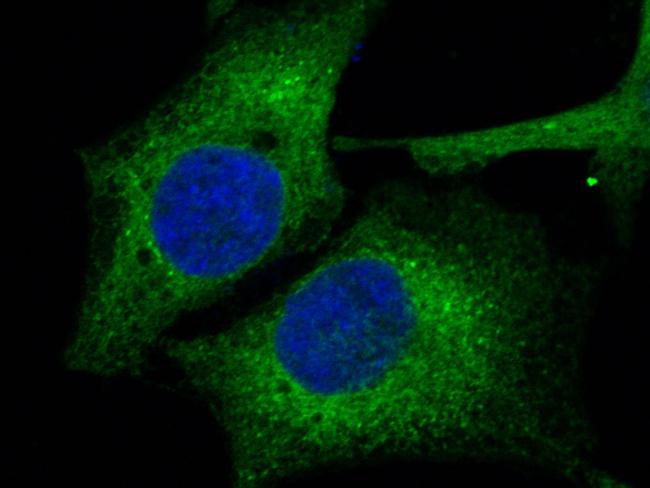 ERP72 Antibody in Immunocytochemistry (ICC/IF)