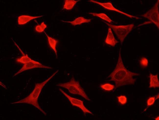 PHGDH Antibody in Immunocytochemistry (ICC/IF)