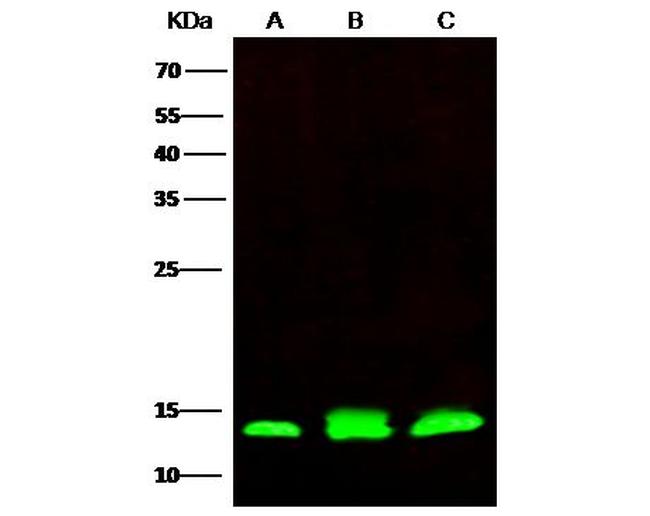 PHPT1 Antibody in Western Blot (WB)