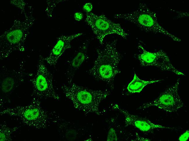 PPM1G Antibody in Immunocytochemistry (ICC/IF)