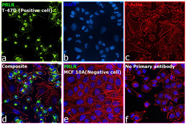 Prolactin Receptor Antibody in Immunocytochemistry (ICC/IF)