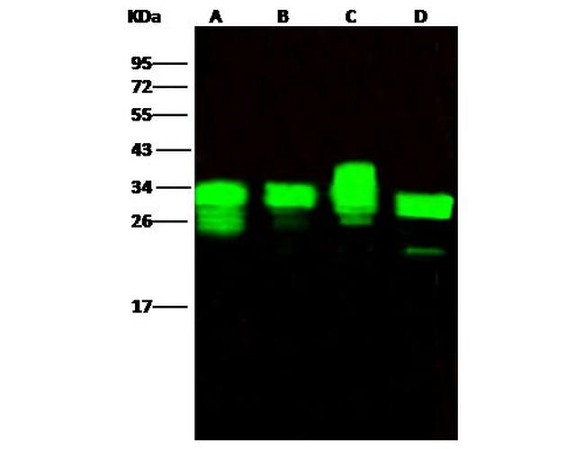 PSME1 Antibody in Western Blot (WB)