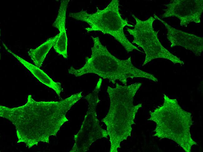 S100A10 Antibody in Immunocytochemistry (ICC/IF)