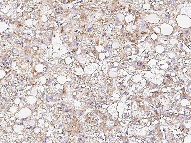 Osteopontin Antibody in Immunohistochemistry (Paraffin) (IHC (P))