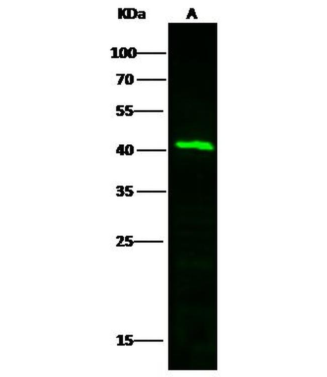 TFPI Antibody in Western Blot (WB)