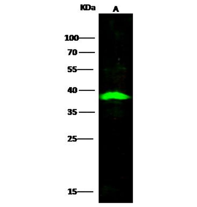 CD254 (RANK Ligand) Antibody in Western Blot (WB)