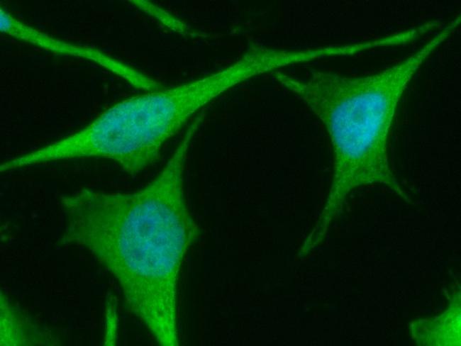 TrxR1 Antibody in Immunocytochemistry (ICC/IF)