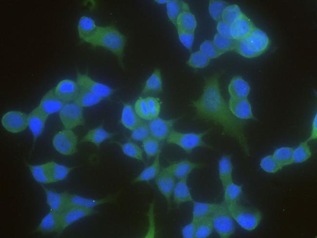 14-3-3 beta Antibody in Immunocytochemistry (ICC/IF)