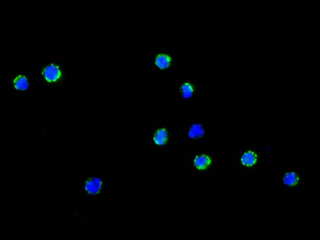 CD34 Antibody in Immunocytochemistry (ICC/IF)