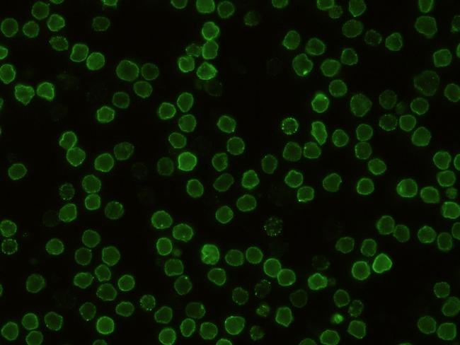 CD48 Antibody in Immunocytochemistry (ICC/IF)