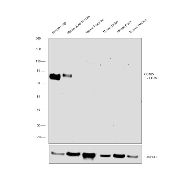 CD105 Antibody in Western Blot (WB)