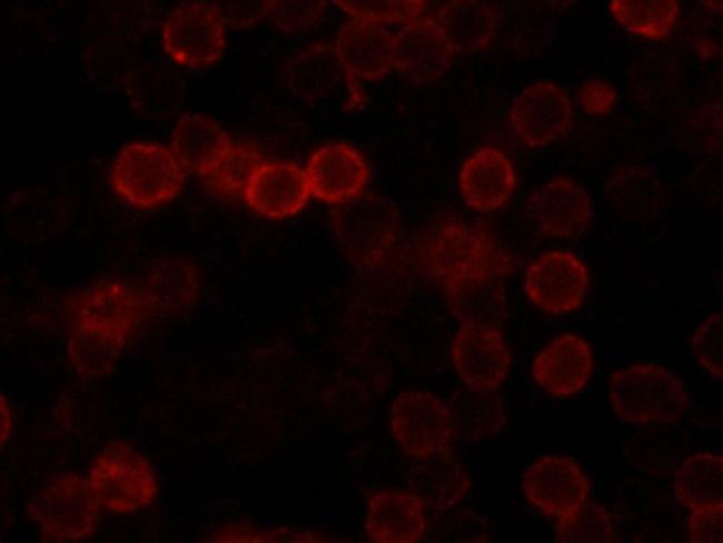 FAS Antibody in Immunocytochemistry (ICC/IF)