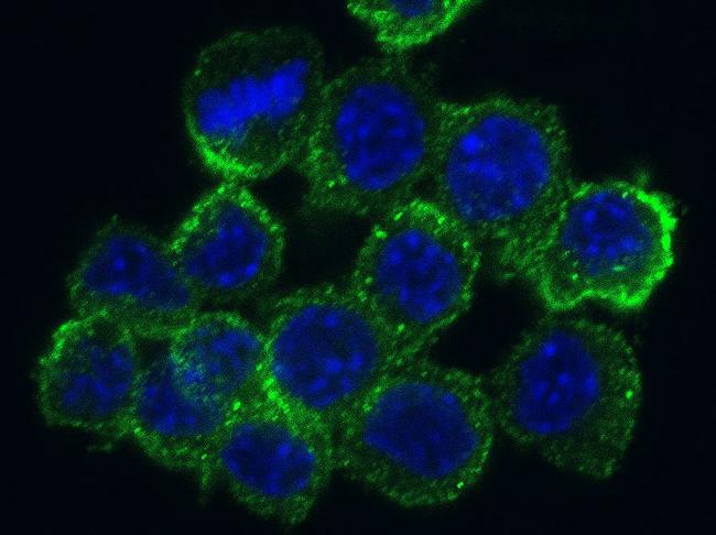 CD204 Antibody in Immunocytochemistry (ICC/IF)