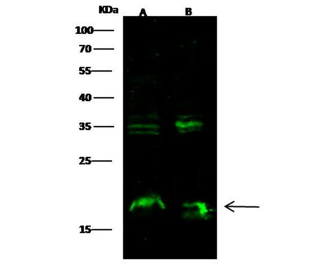 Syndecan 4 Antibody in Western Blot (WB)