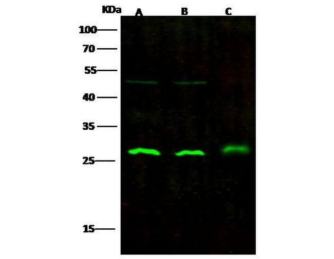 UCHL3 Antibody in Western Blot (WB)