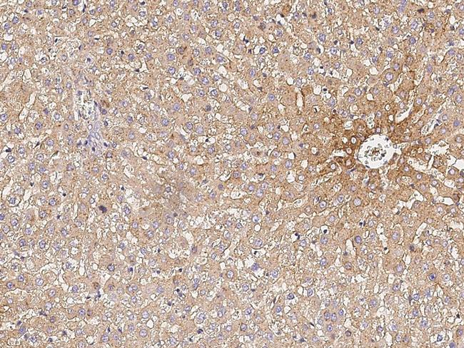 Transferrin Antibody in Immunohistochemistry (Paraffin) (IHC (P))