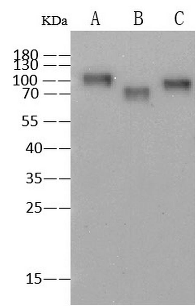 Influenza A H3N2 HA Antibody in Western Blot (WB)