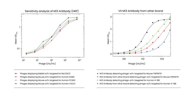 M13 Phage coat protein Antibody in ELISA (ELISA)