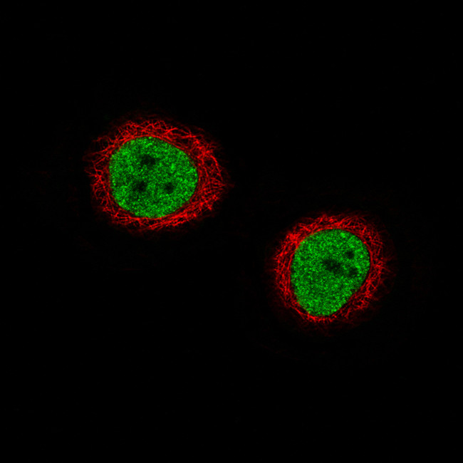 Anillin Antibody in Immunocytochemistry (ICC/IF)