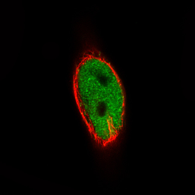 MEF2C Antibody in Immunocytochemistry (ICC/IF)