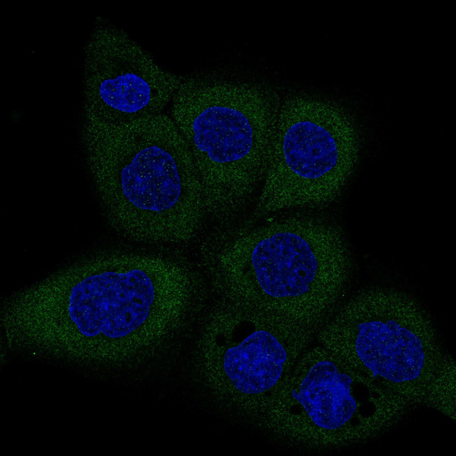 Dicer Antibody in Immunocytochemistry (ICC/IF)