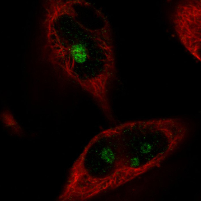 NIFK Antibody in Immunocytochemistry (ICC/IF)