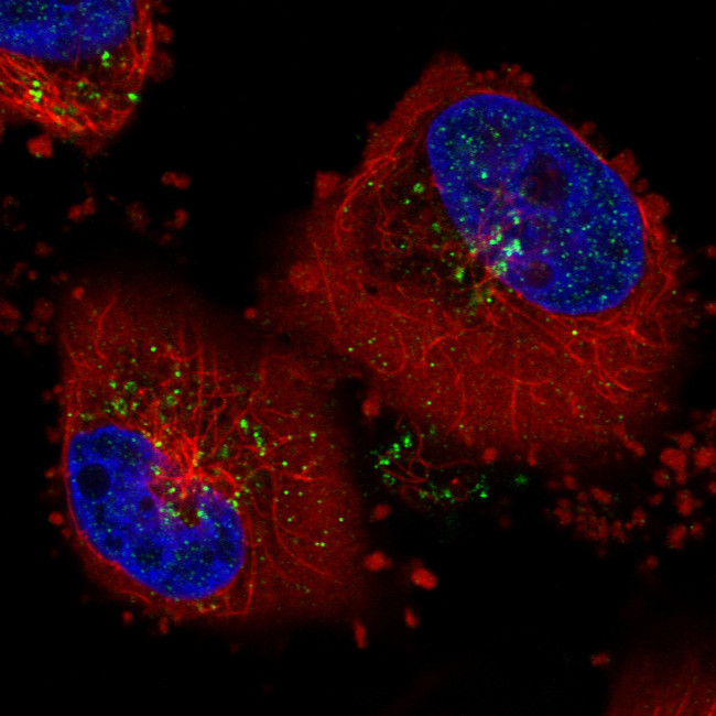 VPS26A Antibody in Immunocytochemistry (ICC/IF)