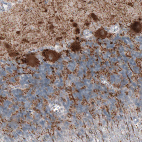 GAD67 Antibody in Immunohistochemistry (Paraffin) (IHC (P))