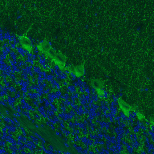 GAD67 Antibody in Immunohistochemistry (Paraffin) (IHC (P))