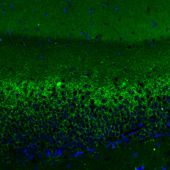 VGLUT2 Antibody in Immunohistochemistry (Paraffin) (IHC (P))