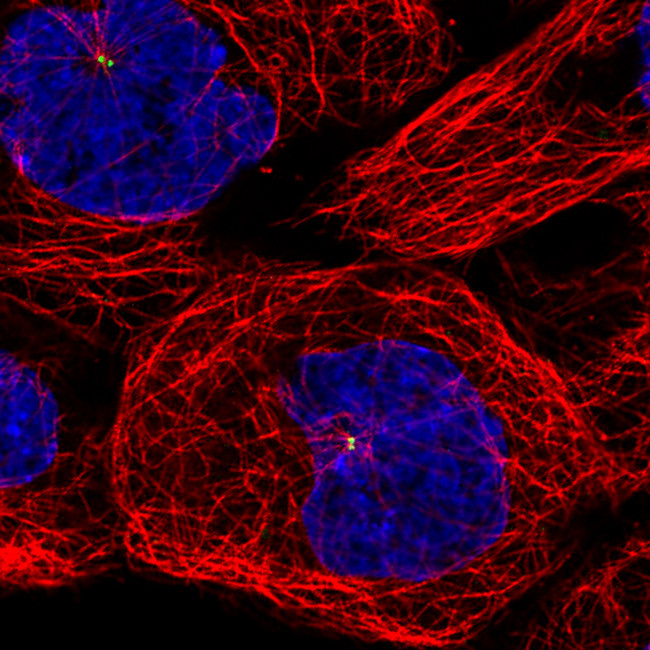 CEP350 Antibody in Immunocytochemistry (ICC/IF)